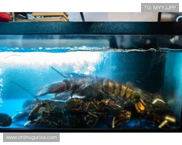 博鱼官网首页全面介绍与导航指南，助你快捷找到体育游戏与娱乐平台入口