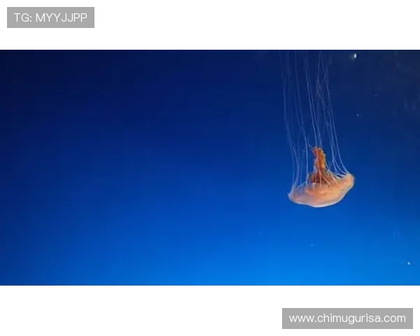 星空体育国际登录指南：详细操作步骤与账户安全保障全攻略